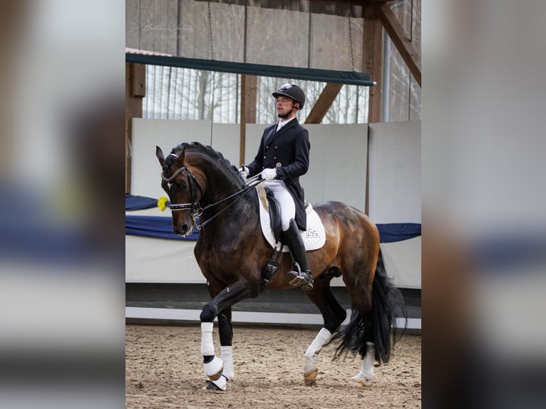 Hannoveraan Hengst 14 Jaar 170 cm Bruin in Herbstein