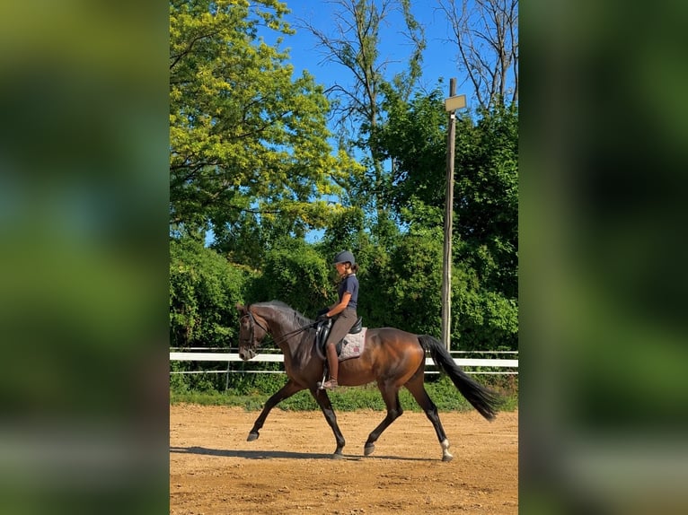 Hannoveraan Hengst 14 Jaar 177 cm Donkerbruin in Garching bei München