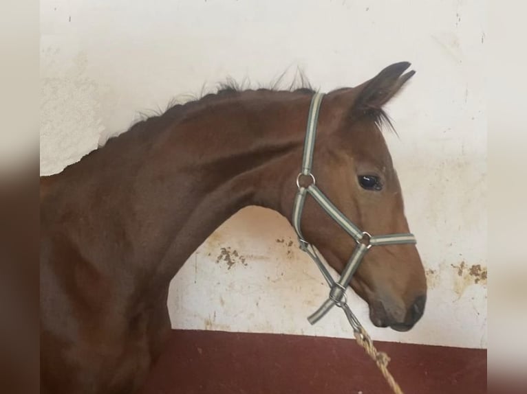 Hannoveraan Hengst 1 Jaar 135 cm Bruin in Villanueva del Ariscal