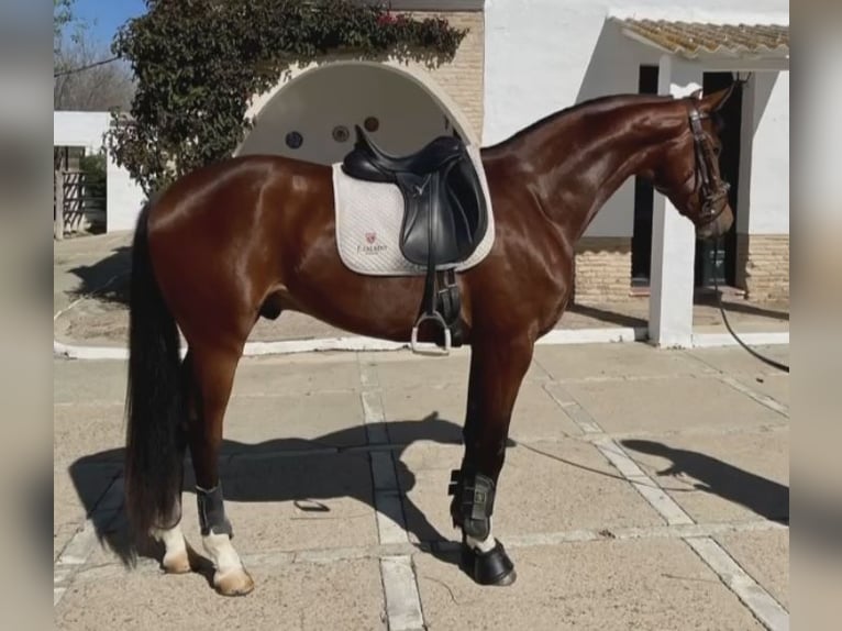 Hannoveraan Hengst 1 Jaar 135 cm Bruin in Villanueva del Ariscal