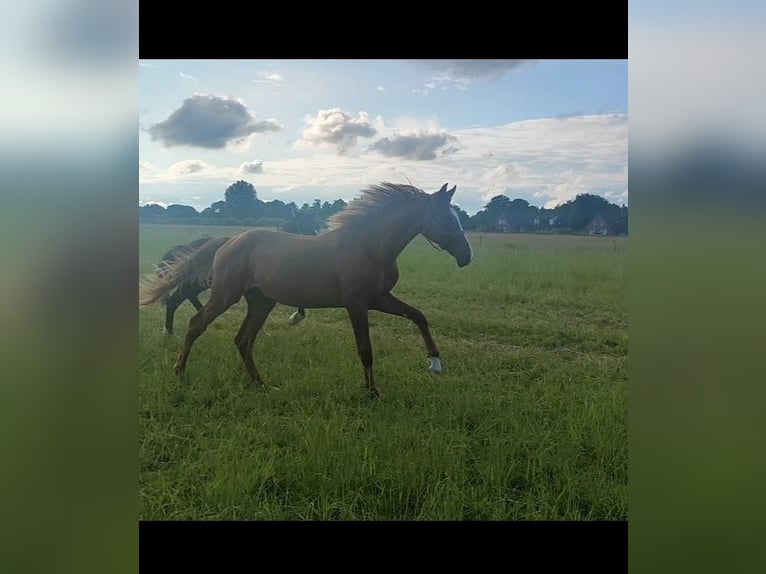Hannoveraan Hengst 1 Jaar 140 cm Vos in Leezdorf