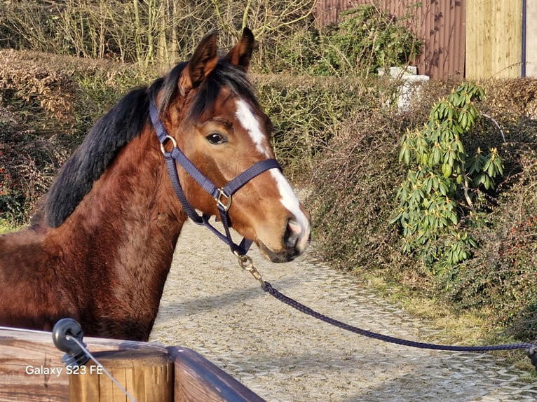 Hannoveraan Hengst 1 Jaar 146 cm Bruin in Ostercappeln