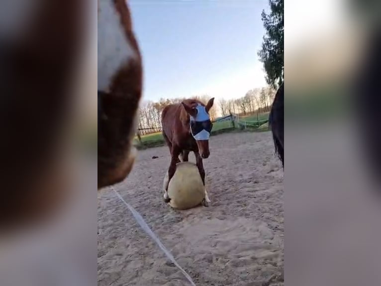 Hannoveraan Hengst 1 Jaar 150 cm Donkere-vos in Hamburg Marmstorf