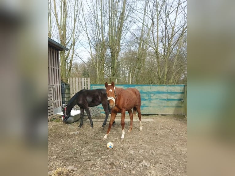 Hannoveraan Hengst 1 Jaar 150 cm Donkere-vos in Hamburg Marmstorf