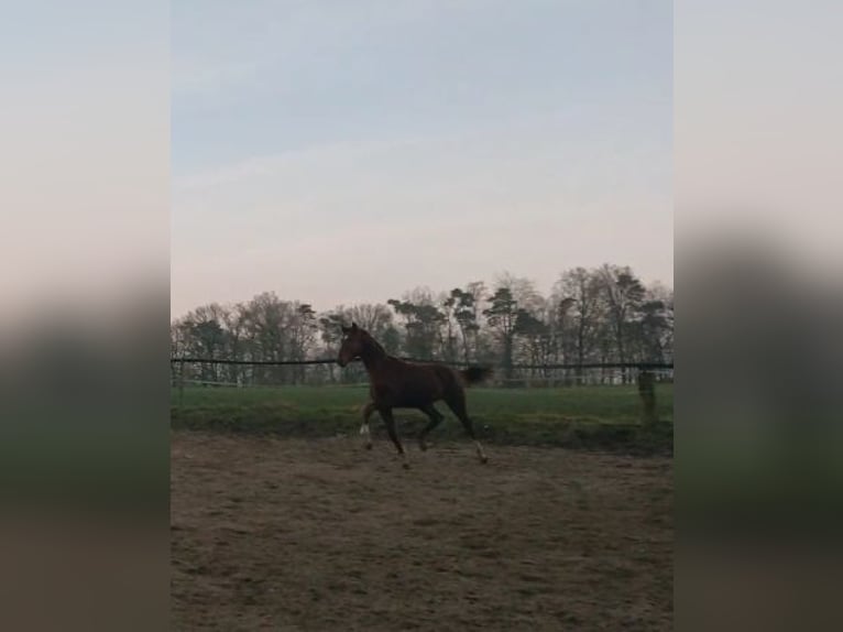 Hannoveraan Hengst 1 Jaar 150 cm Donkere-vos in Hamburg Marmstorf