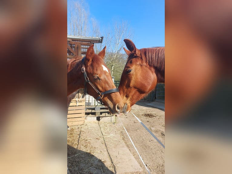 Hannoveraan Hengst 1 Jaar 150 cm Donkere-vos in Hamburg Marmstorf