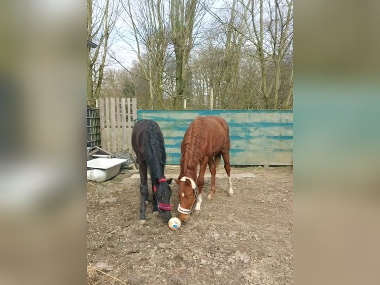 Hannoveraan Hengst 1 Jaar 150 cm Donkere-vos in Hamburg Marmstorf
