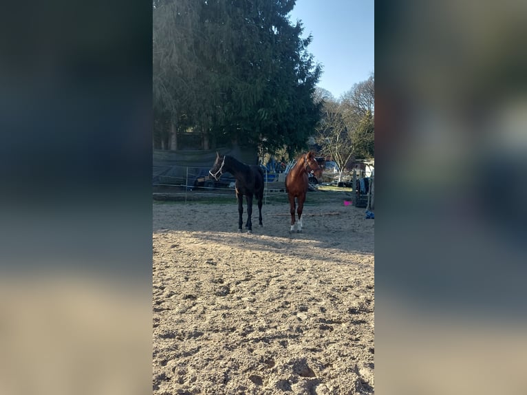 Hannoveraan Hengst 1 Jaar 150 cm Donkere-vos in Hamburg Marmstorf