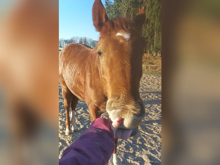 Hannoveraan Hengst 1 Jaar 150 cm Donkere-vos in Hamburg Marmstorf