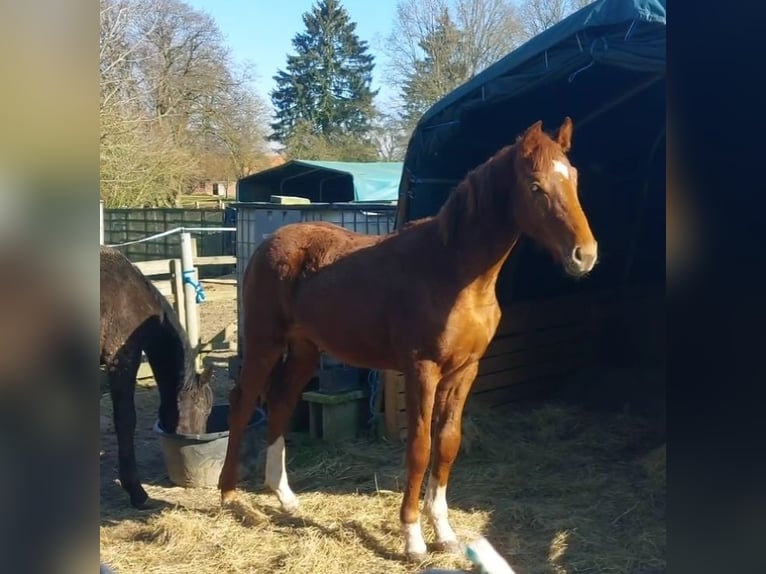 Hannoveraan Hengst 1 Jaar 150 cm Donkere-vos in Hamburg Marmstorf