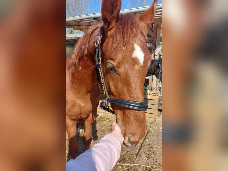 Hannoveraan Hengst 1 Jaar 150 cm Donkere-vos in Hamburg Marmstorf