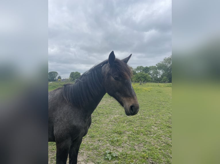 Hannoveraan Hengst 1 Jaar 150 cm Schimmel in BernE