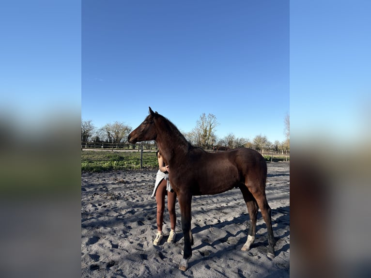 Hannoveraan Hengst 1 Jaar 155 cm Bruin in Beuvry