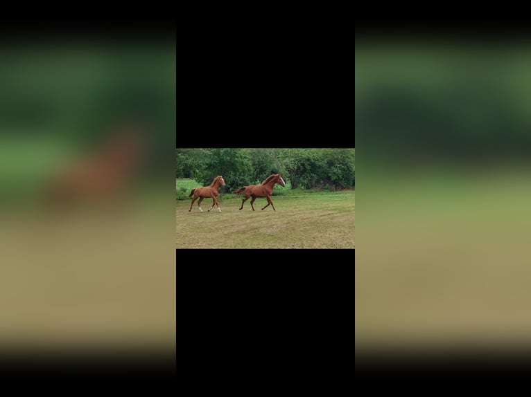 Hannoveraan Hengst 1 Jaar 155 cm Vos in H&#xFC;nfeld