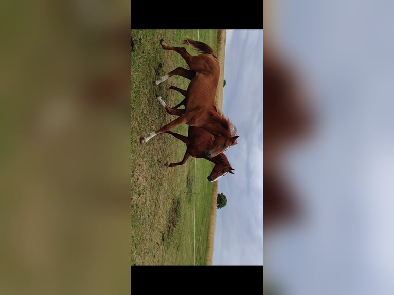 Hannoveraan Hengst 1 Jaar 155 cm Vos in H&#xFC;nfeld