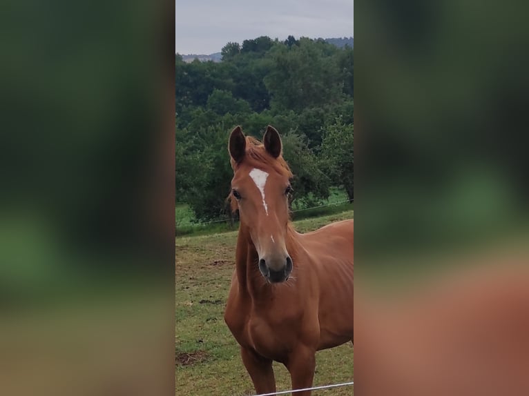 Hannoveraan Hengst 1 Jaar 155 cm Vos in H&#xFC;nfeld