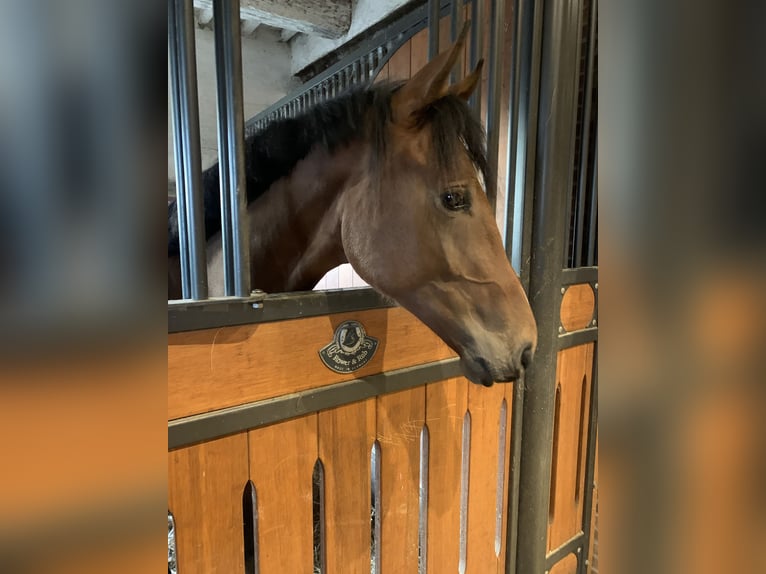 Hannoveraan Hengst 1 Jaar 160 cm Bruin in Ayeneux