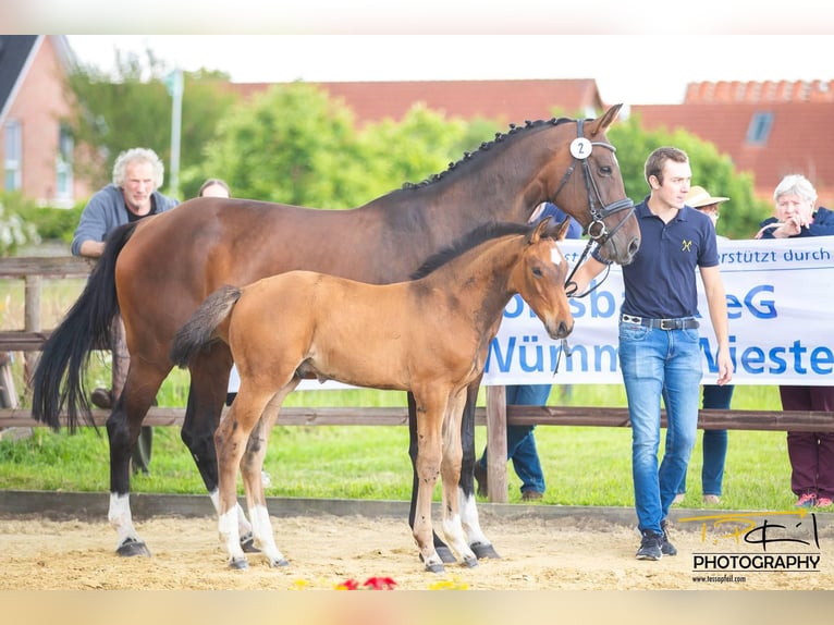 Hannoveraan Hengst 1 Jaar 163 cm Bruin in Scheeßel