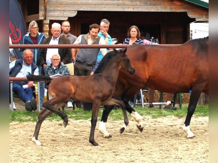 Hannoveraan Hengst 1 Jaar 163 cm Donkerbruin in Wolfsburg