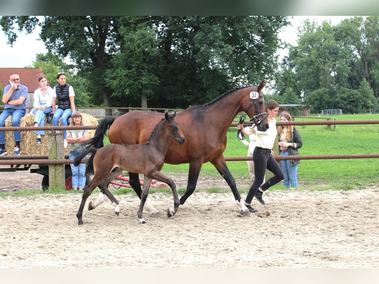 Hannoveraan Hengst 1 Jaar 163 cm Donkerbruin in Wolfsburg