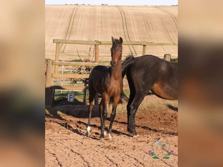 Hannoveraan Hengst 1 Jaar 164 cm Bruin in Aberdeenshire
