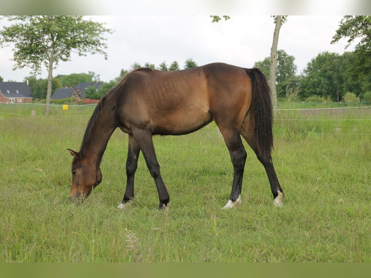 Hannoveraan Hengst 1 Jaar 164 cm Donkerbruin in Leezdorf