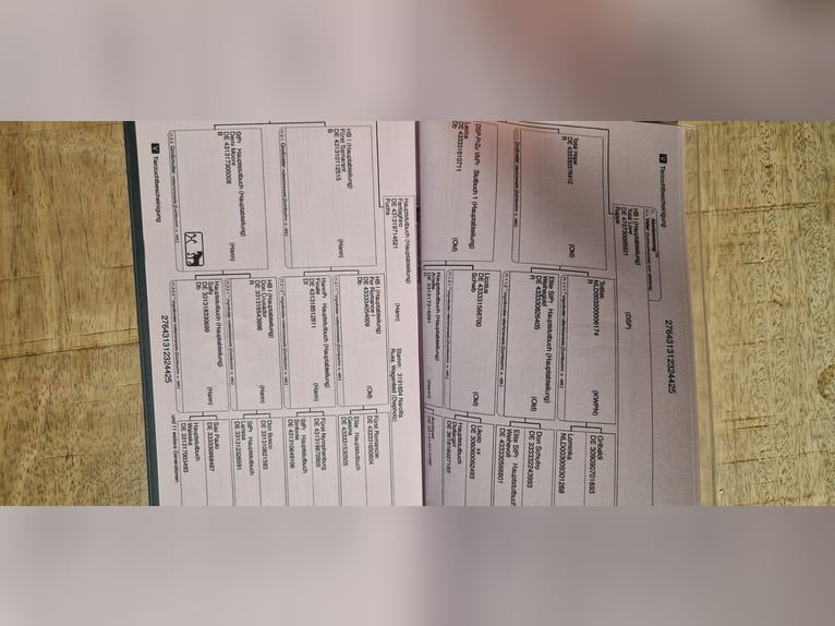 Hannoveraan Hengst 1 Jaar 165 cm Bruin in Bad Soden am Taunus