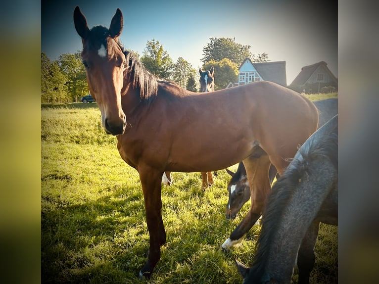 Hannoveraan Hengst 1 Jaar 167 cm Bruin in Balje