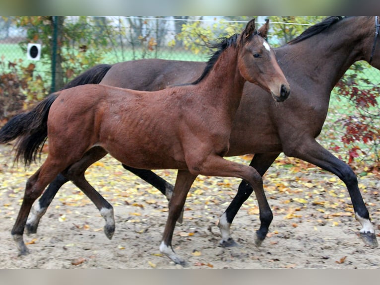 Hannoveraan Hengst 1 Jaar 168 cm Bruin in Kutenholz