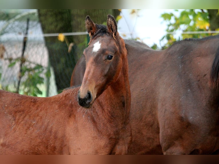 Hannoveraan Hengst 1 Jaar 168 cm Bruin in Kutenholz