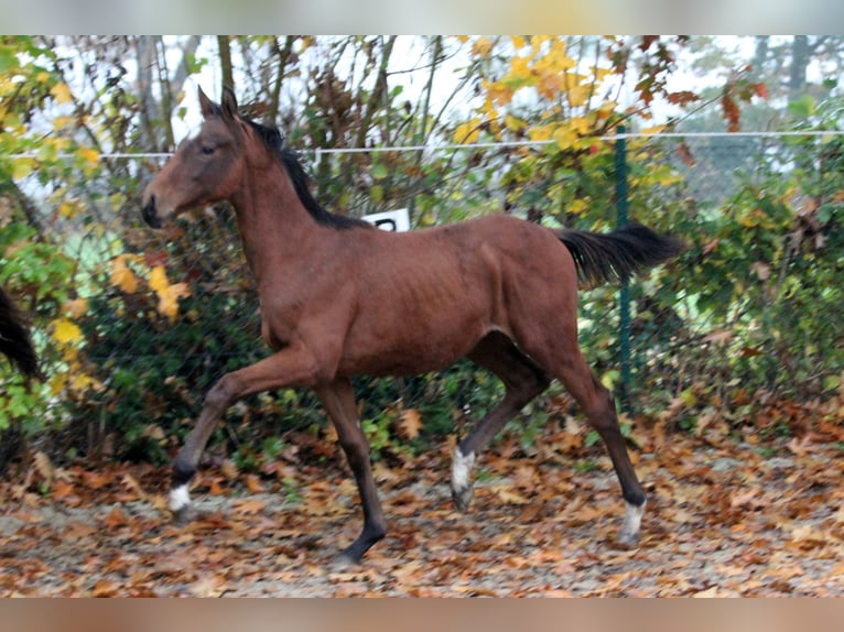 Hannoveraan Hengst 1 Jaar 168 cm Bruin in Kutenholz