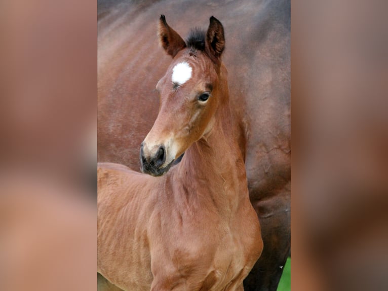 Hannoveraan Hengst 1 Jaar 168 cm Bruin in Kutenholz