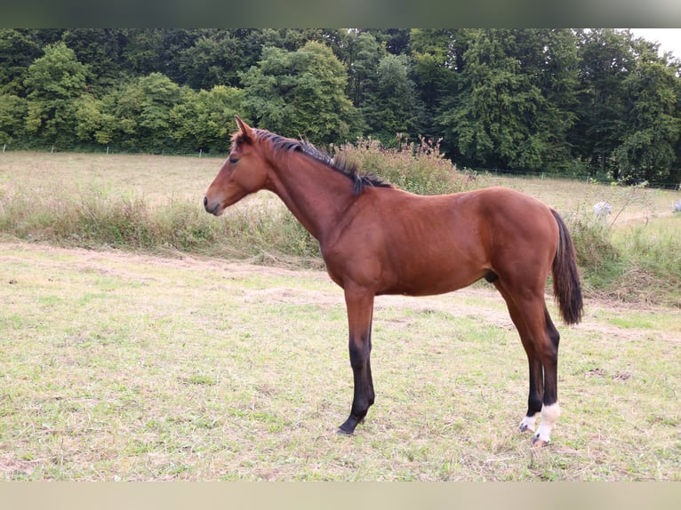 Hannoveraan Hengst 1 Jaar 168 cm Bruin in Dransfeld