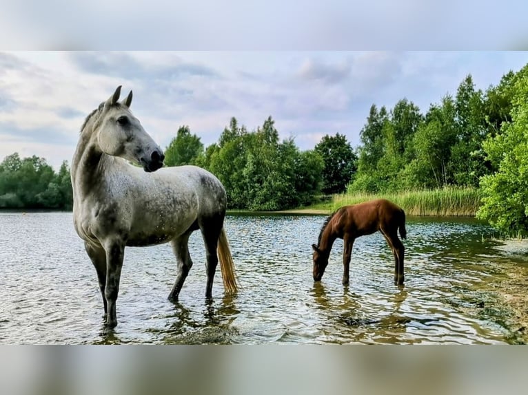 Hannoveraan Hengst 1 Jaar 168 cm Bruin in Bad Bentheim