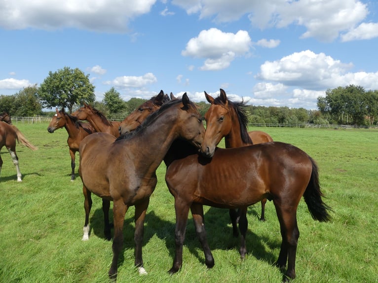 Hannoveraan Hengst 1 Jaar 168 cm Donkerbruin in Langenhagen