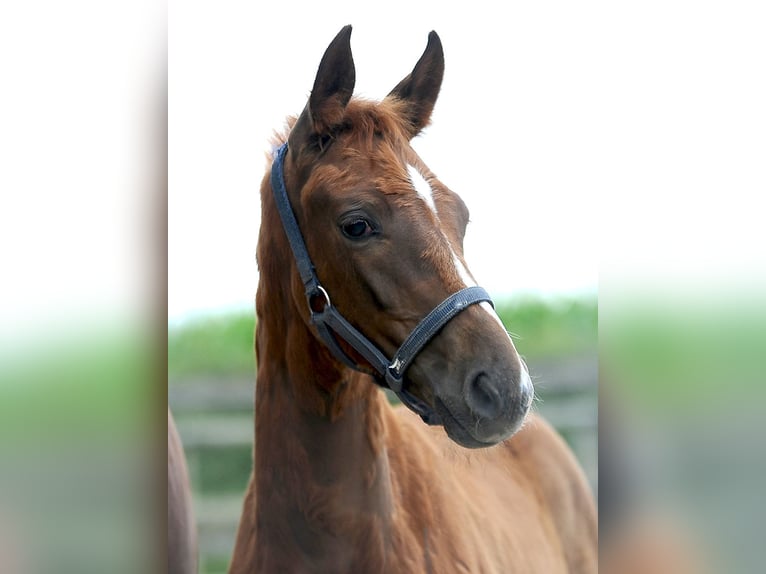 Hannoveraan Hengst 1 Jaar 168 cm Donkere-vos in Isernhagen