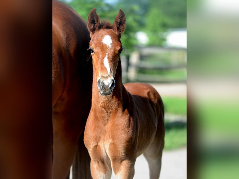 Hannoveraan Hengst 1 Jaar 168 cm Donkere-vos in Isernhagen