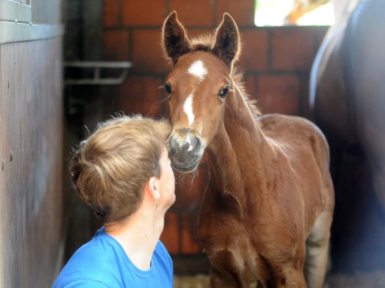 Hannoveraan Hengst 1 Jaar 168 cm Donkere-vos in Isernhagen