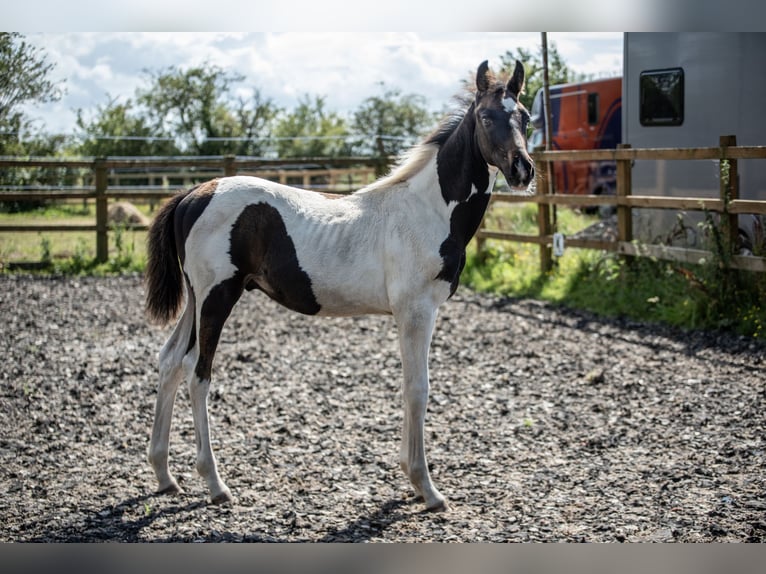 Hannoveraan Hengst 1 Jaar 168 cm Tobiano-alle-kleuren in Hesketh Bank