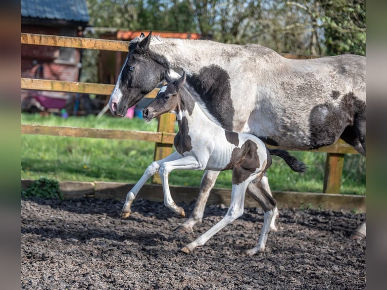 Hannoveraan Hengst 1 Jaar 168 cm Tobiano-alle-kleuren in Hesketh Bank