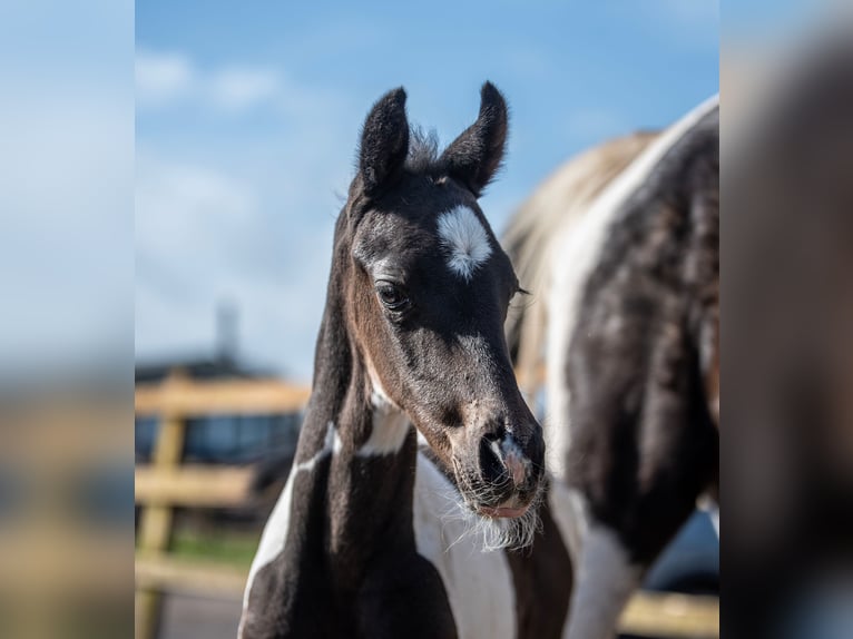 Hannoveraan Hengst 1 Jaar 168 cm Tobiano-alle-kleuren in Hesketh Bank