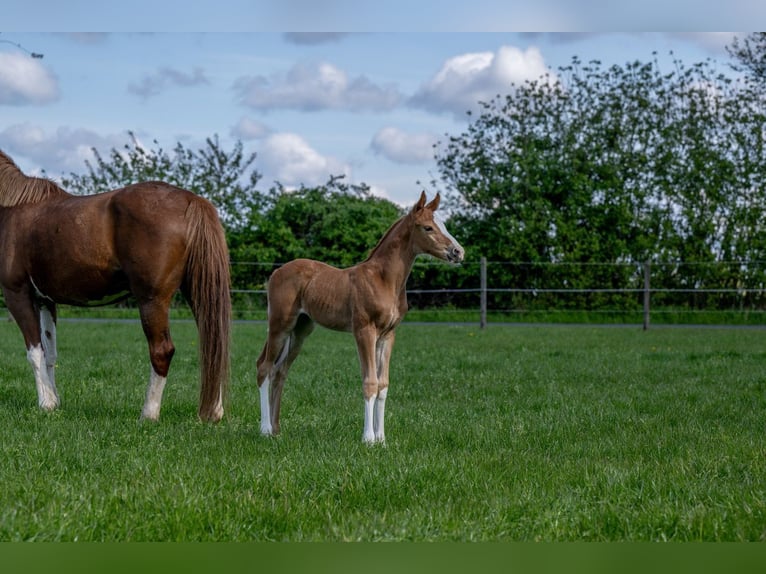 Hannoveraan Hengst 1 Jaar 168 cm Vos in Hamersen