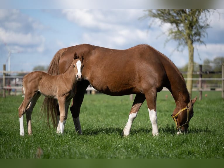 Hannoveraan Hengst 1 Jaar 168 cm Vos in Hamersen