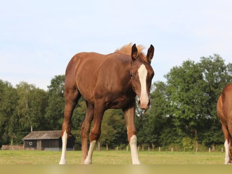 Hannoveraan Hengst 1 Jaar 168 cm Vos in Hamersen