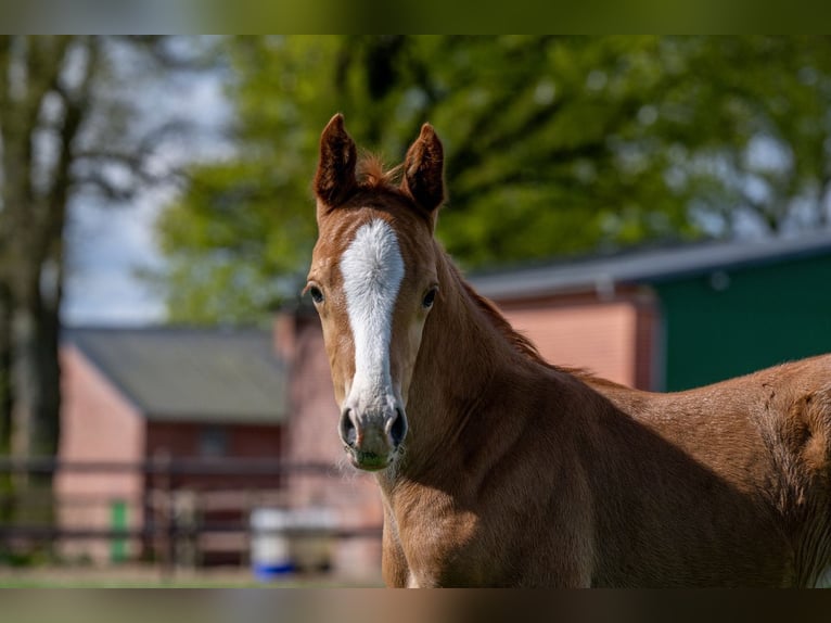 Hannoveraan Hengst 1 Jaar 168 cm Vos in Hamersen