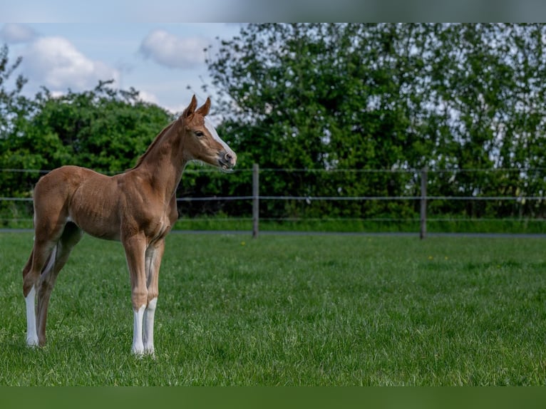 Hannoveraan Hengst 1 Jaar 168 cm Vos in Hamersen