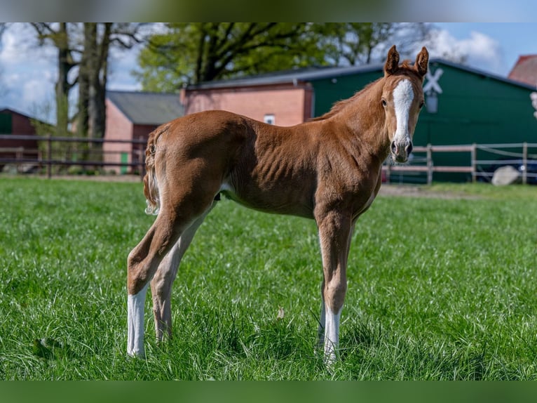 Hannoveraan Hengst 1 Jaar 168 cm Vos in Hamersen