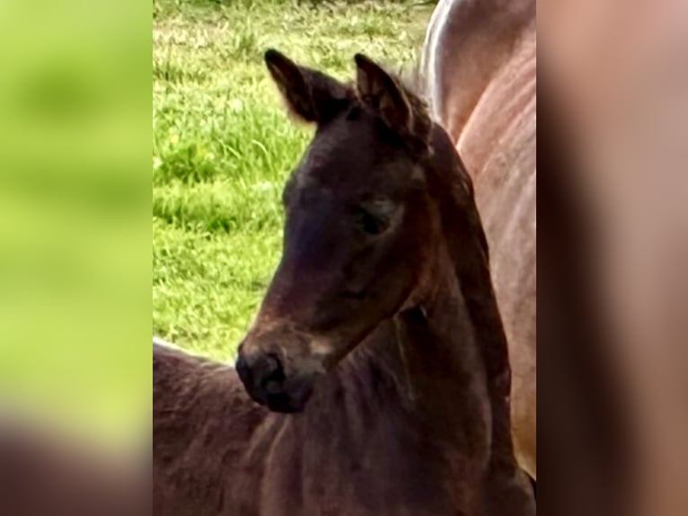 Hannoveraan Hengst 1 Jaar 168 cm Zwartbruin in Dransfeld