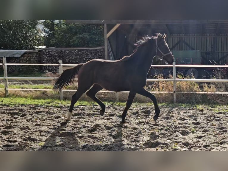Hannoveraan Hengst 1 Jaar 169 cm Bruin in Bülkau Hannoveraan Hengst 1 Jaar 169 cm Bruin in Bülkau