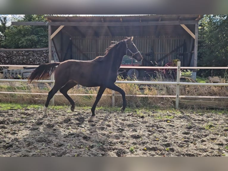Hannoveraan Hengst 1 Jaar 169 cm Bruin in Bülkau Hannoveraan Hengst 1 Jaar 169 cm Bruin in Bülkau